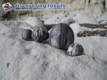 Fossil flint echinoids wallpaper