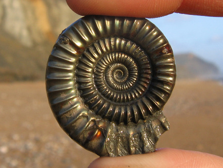 Pyritised Echioceras ammonite from Charmouth