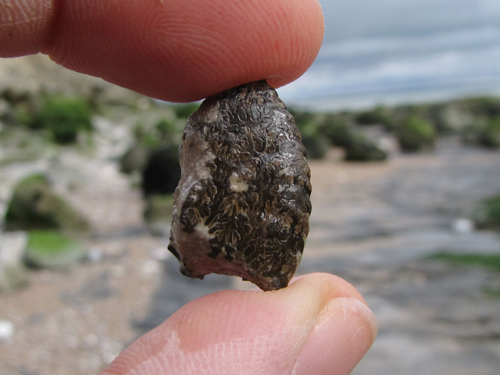Beachy Head fossil ammonite