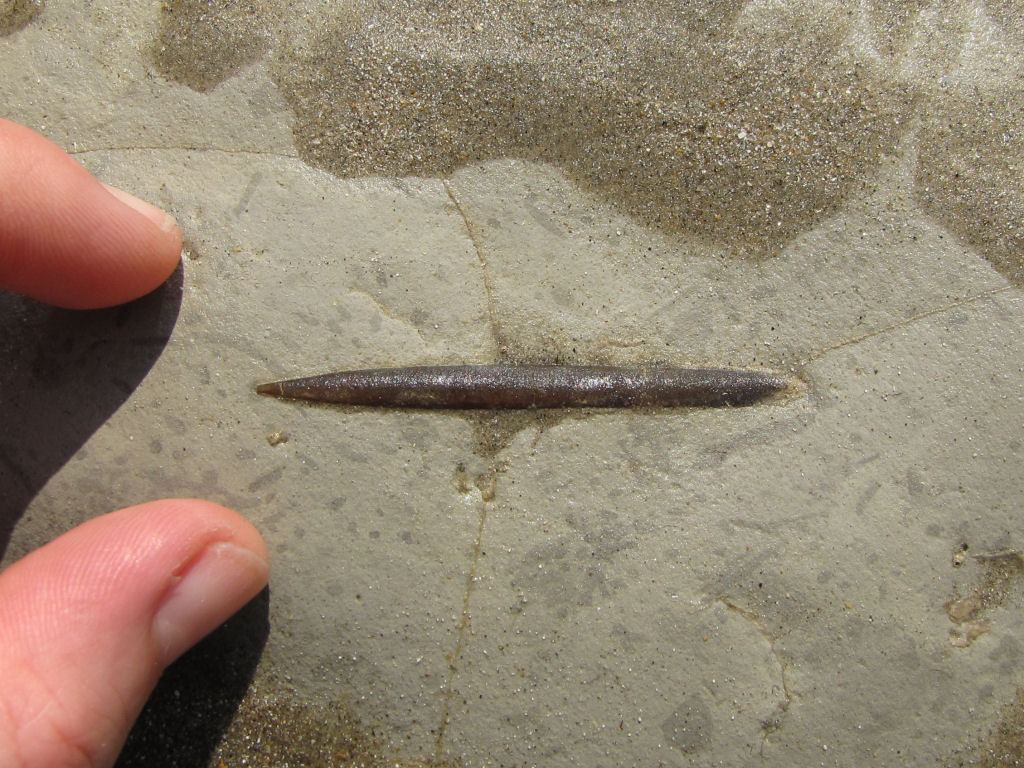 Beachy Head fossil belemnite