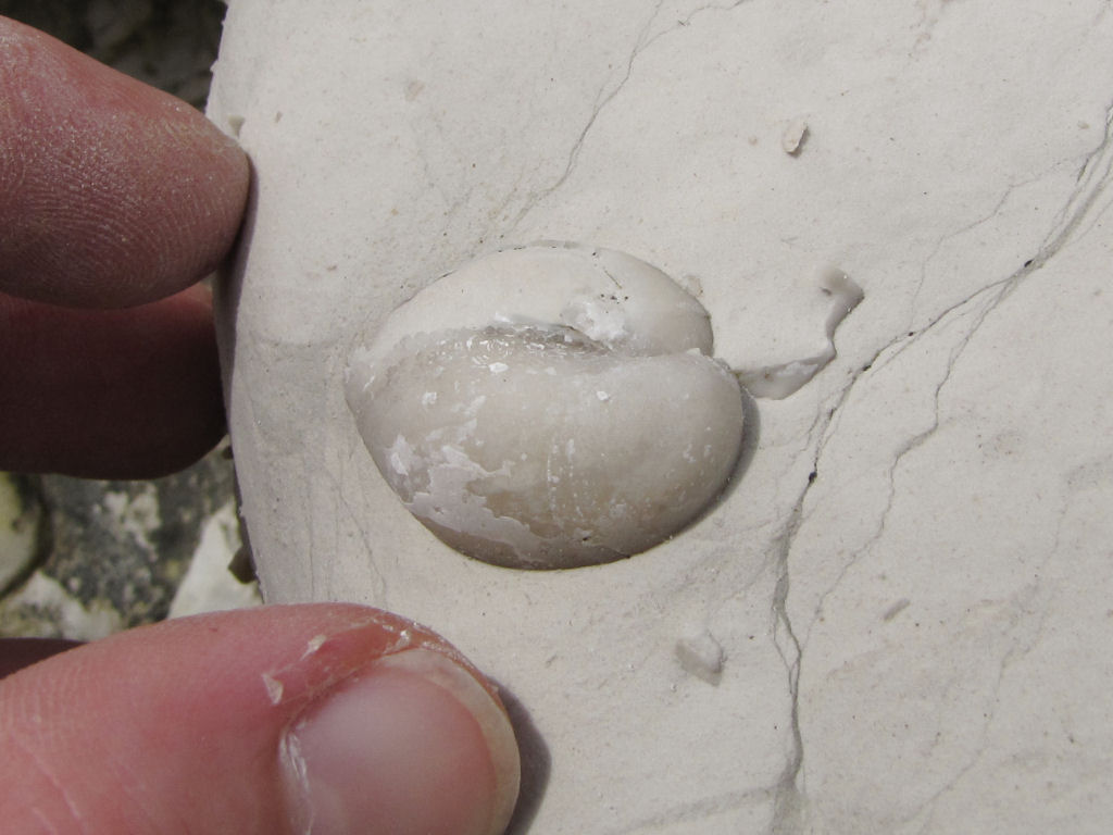 Beachy Head fossil bivalve