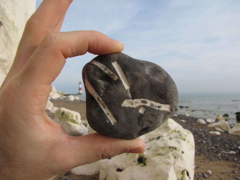 Beachy Head fossil bivalve