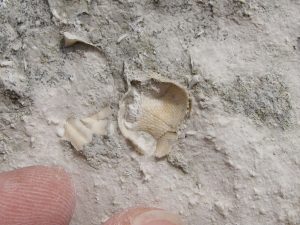 Beachy Head fossil bryozoan