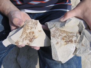 Beachy Head fossil coprolite