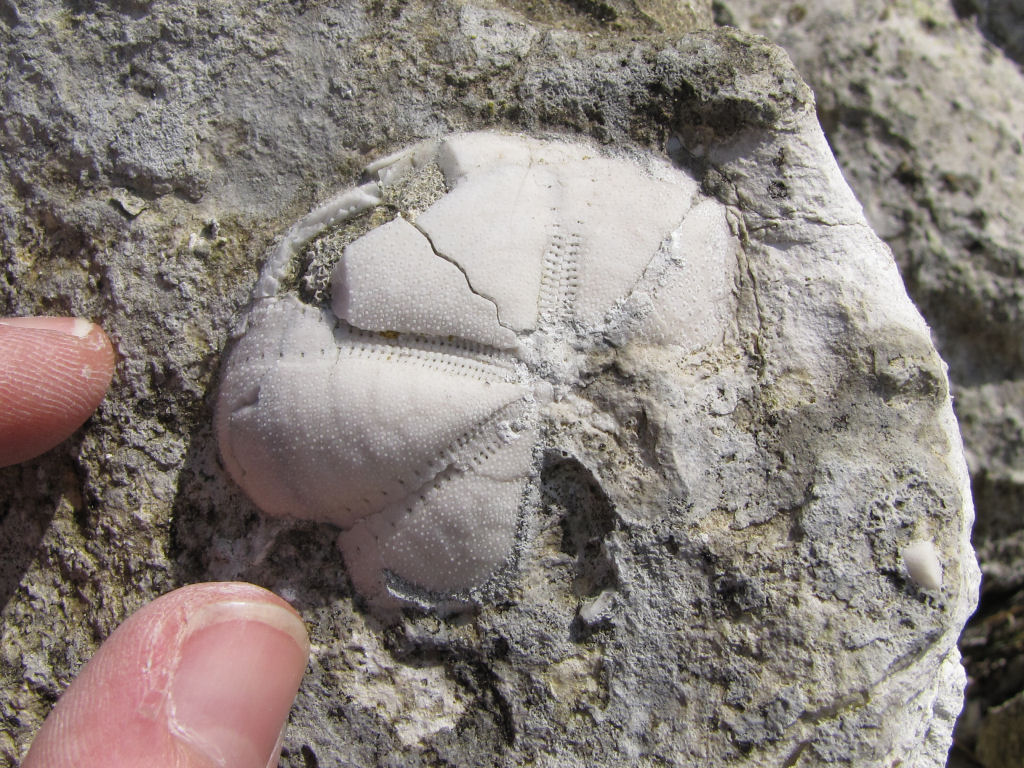 Beachy Head fossil echinoid