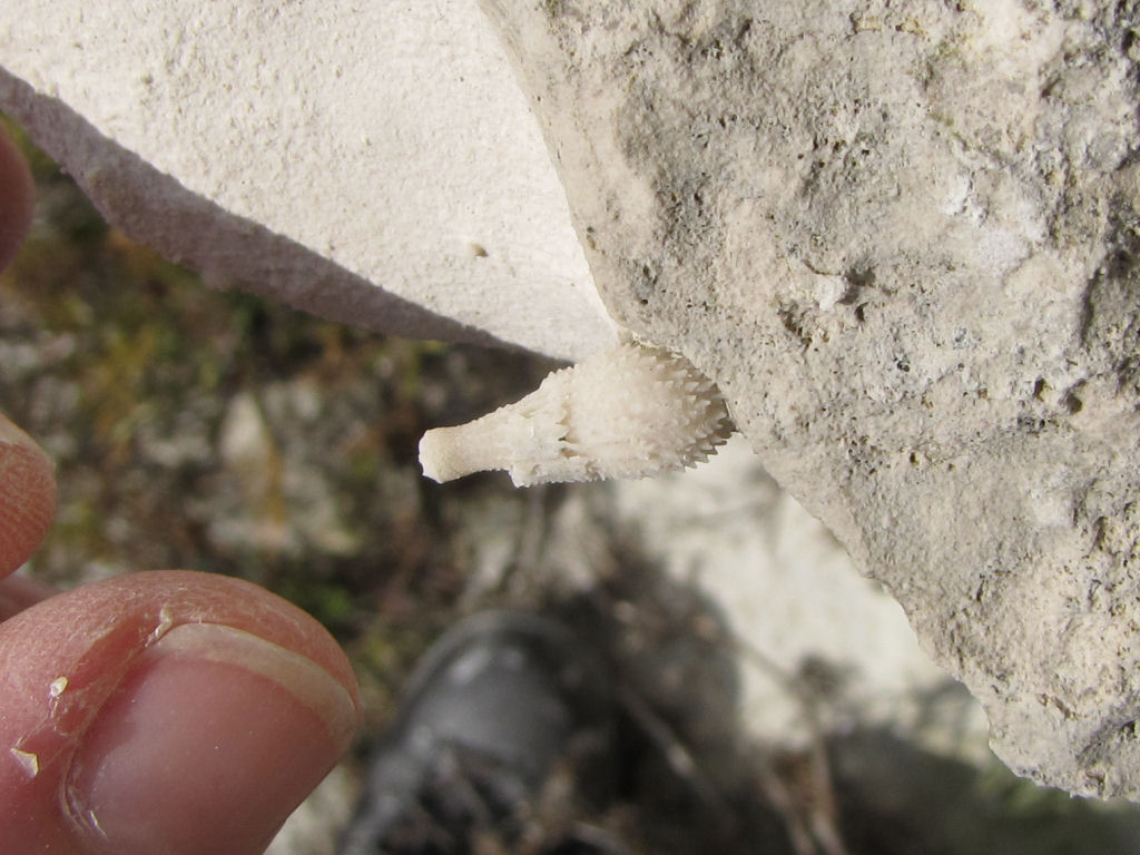Beachy Head fossil echinoid