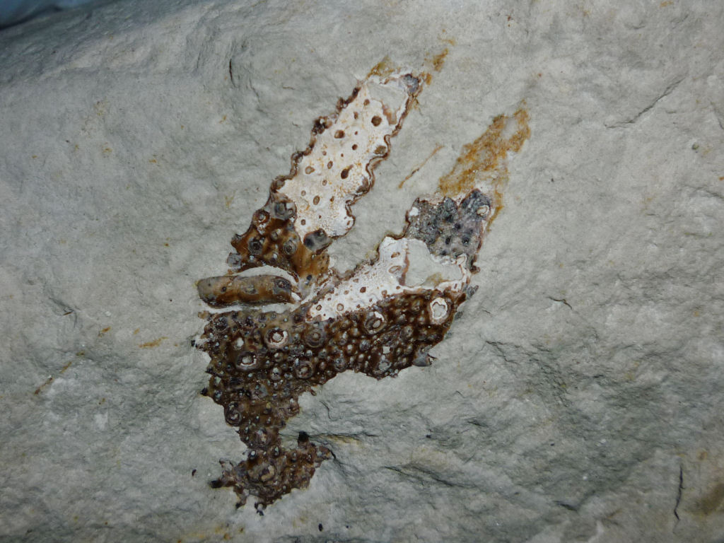 Beachy Head fossil lobster