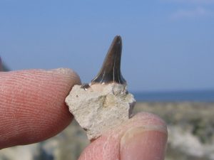 Beachy Head fossil shark tooth