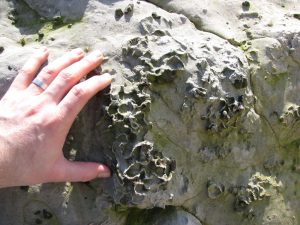 Beachy Head fossil sponge