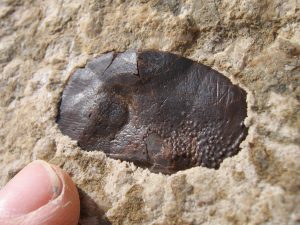 Durlston Bay fossil turtle shell