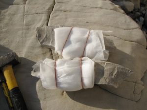 Foam wrapped fossil