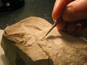 Fossil preparation spear-shaped dental tool