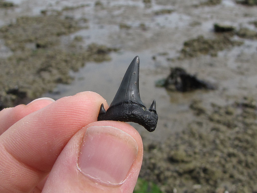 Herne Bay Hypotodus fossil shark tooth