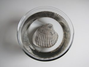 Soaking fossils in fresh water