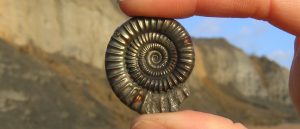 What is a fossil ammonite