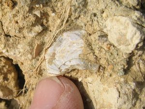 Alum Bay fossil bivalve