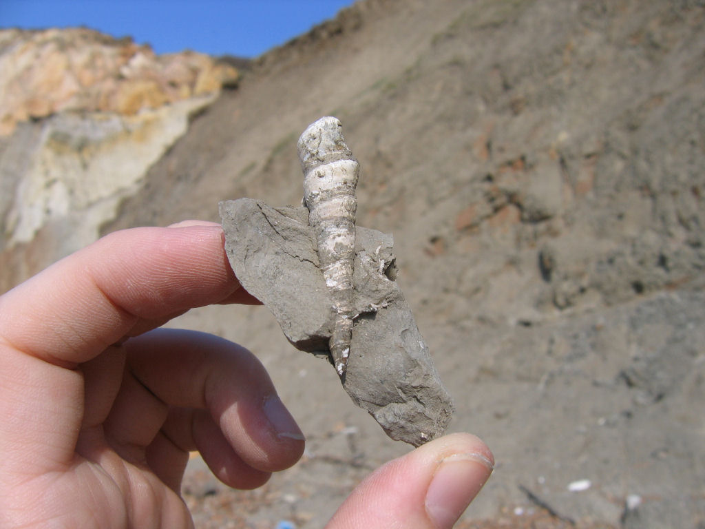 Alum Bay fossil gastropod