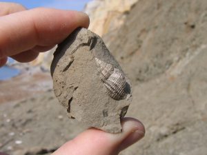 Alum Bay fossil gastropod