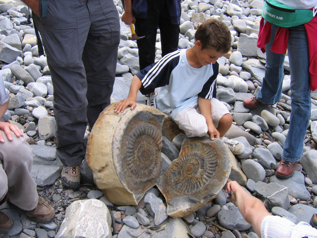 What is a fossil ammonite