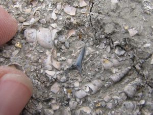 Barton on Sea fossil shark tooth
