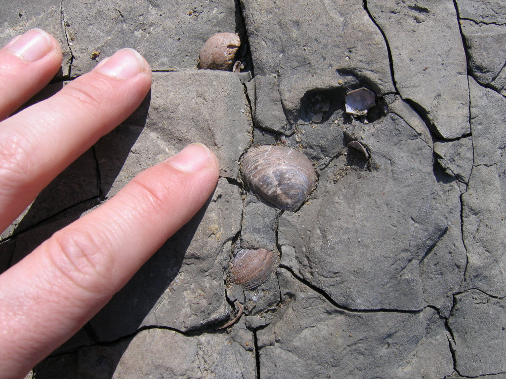 Bouldnor fossil bivalves