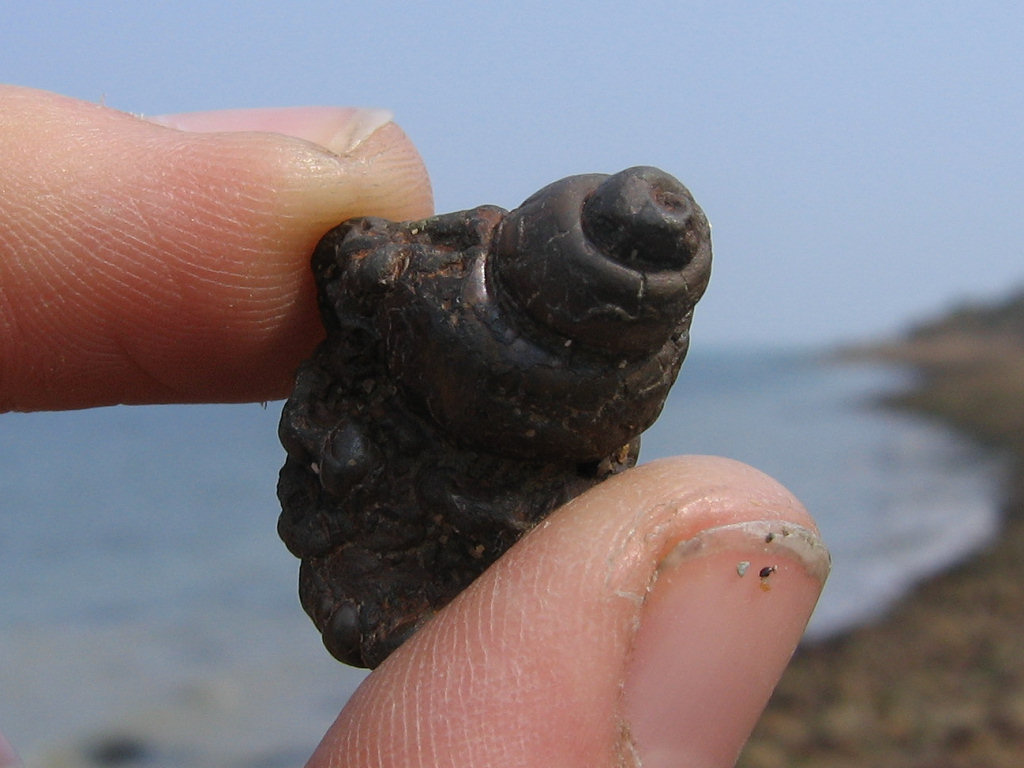 Bouldnor fossil gastropod