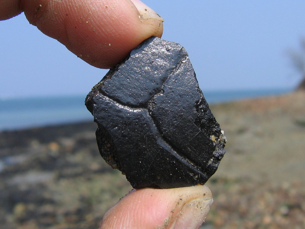 Bouldnor fossil turtle carapace