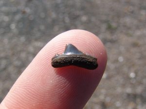 Bracklesham Bay shark tooth