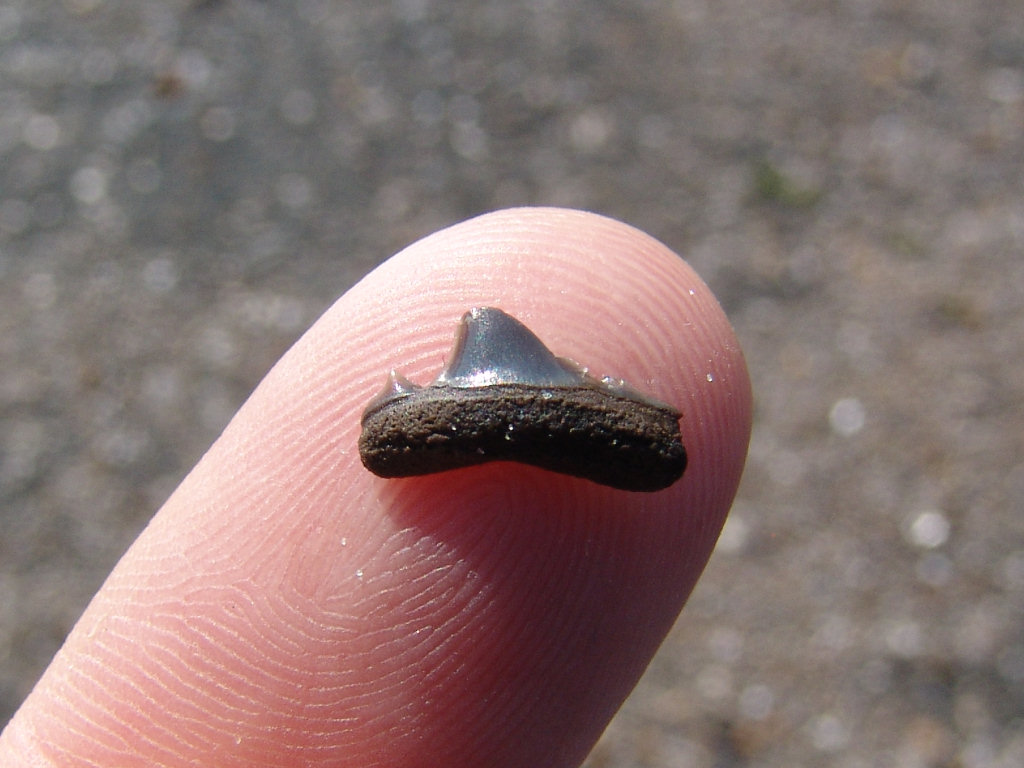 Bracklesham Bay shark tooth