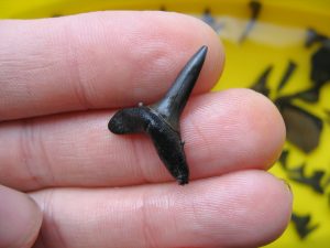Herne Bay Striatolamia shark tooth