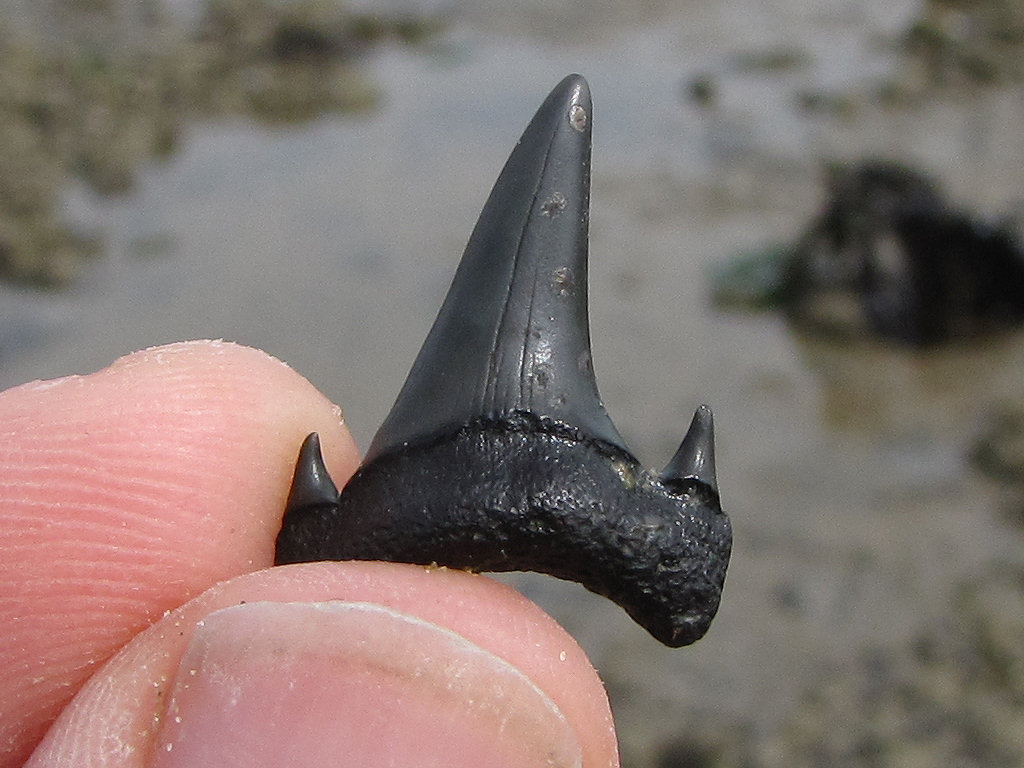 Herne Bay fossil shark tooth