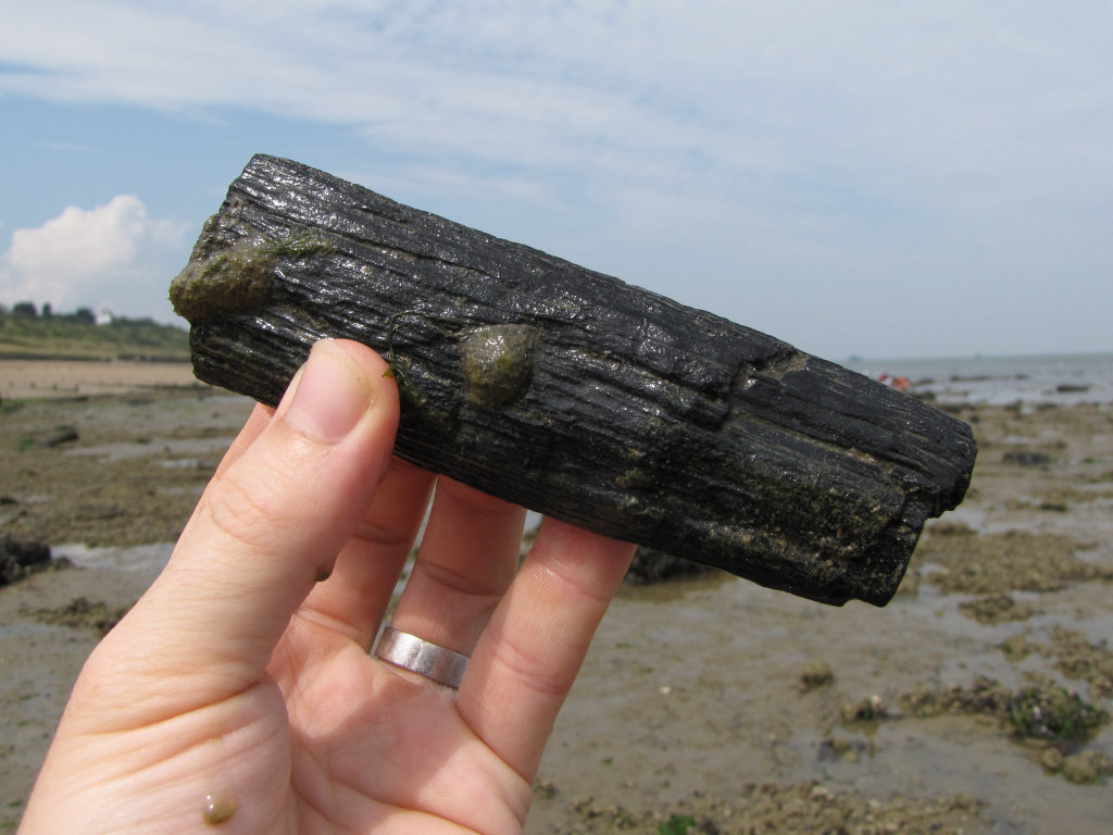 Herne Bay fossil wood