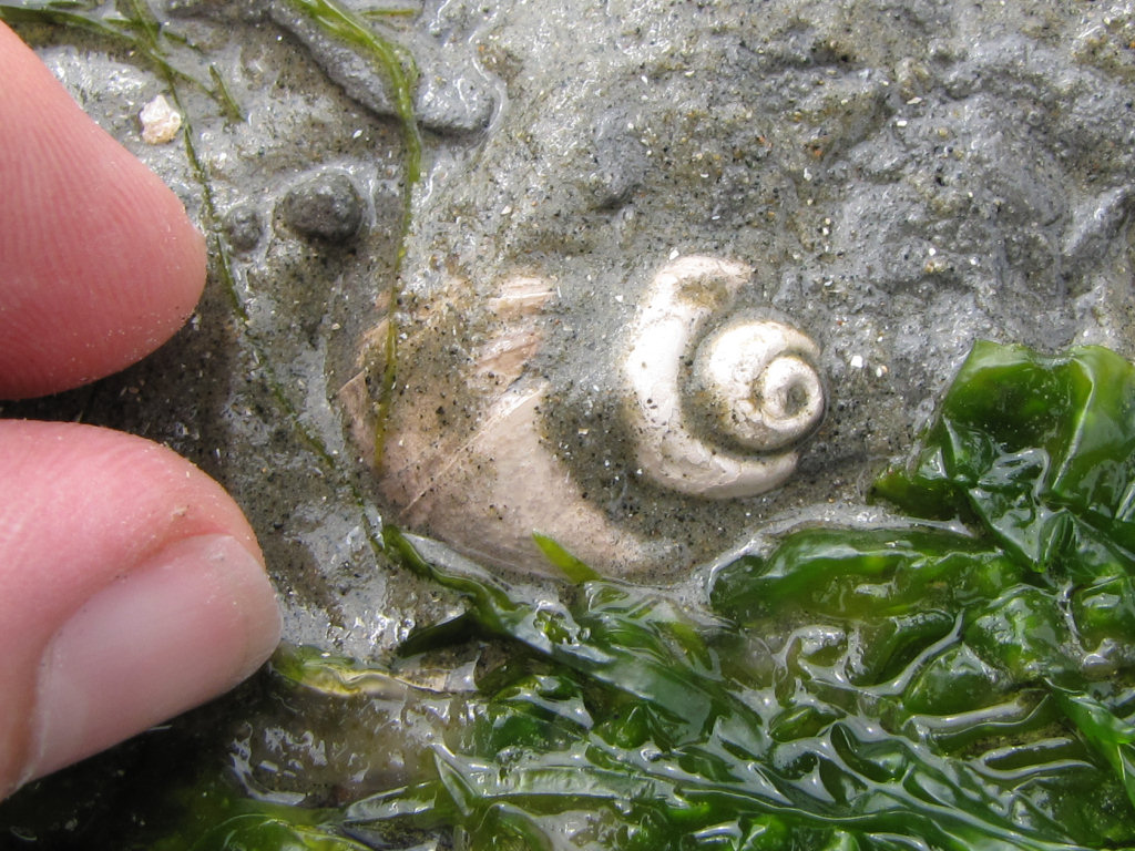 Herne Bay gastropod
