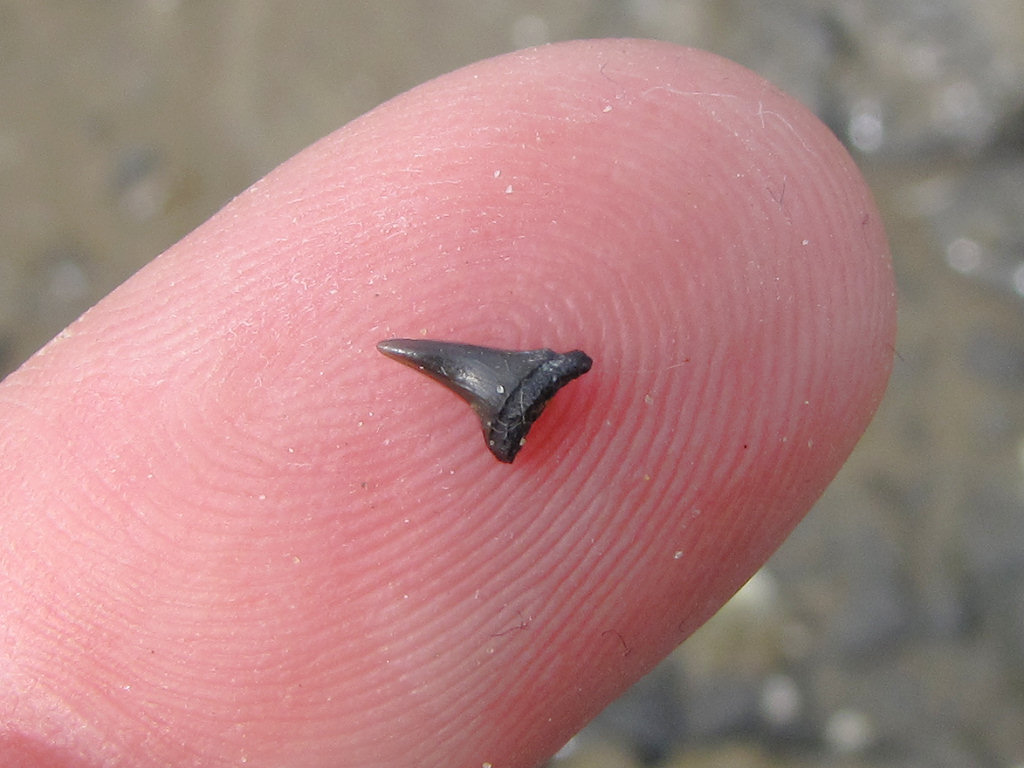 Herne Bay shark tooth