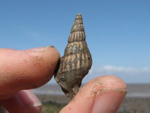 Isle of Sheppey Eotibia gastropod
