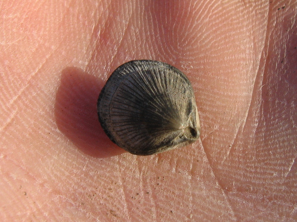 Isle of Sheppey Terebratulina brachiopod