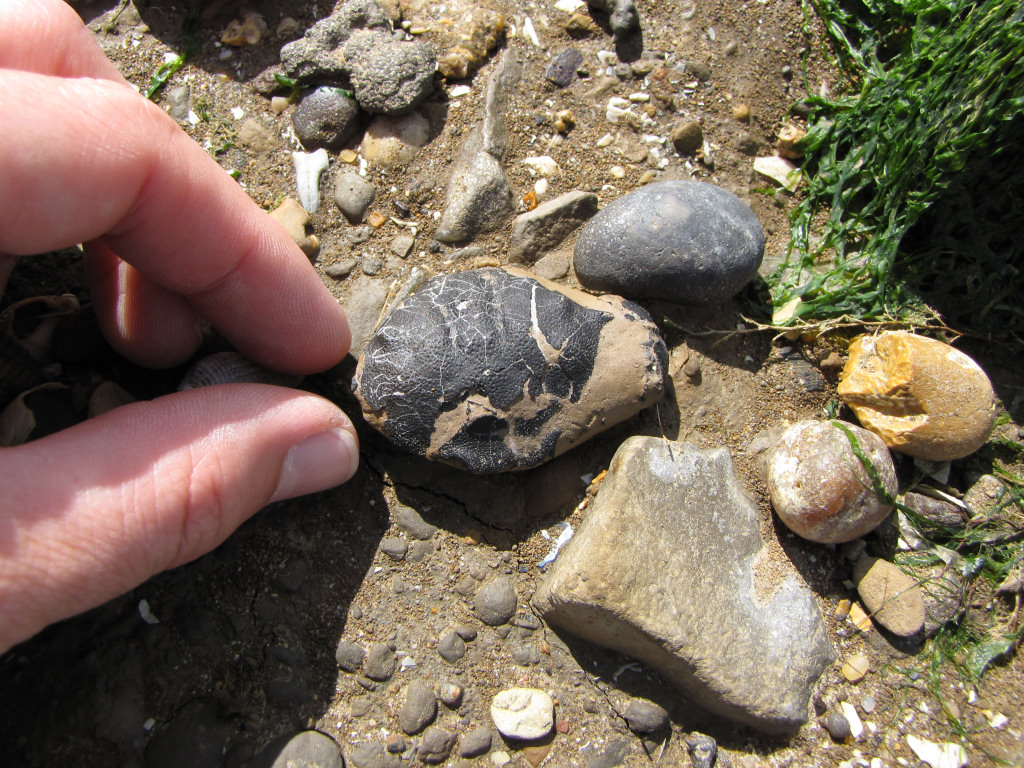 Isle of Sheppey Zanthopsis fossil crab