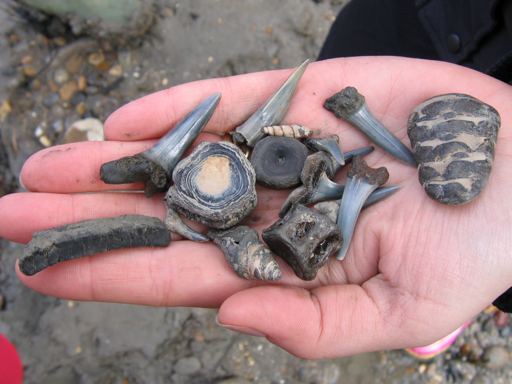 Isle of Sheppey collection of finds