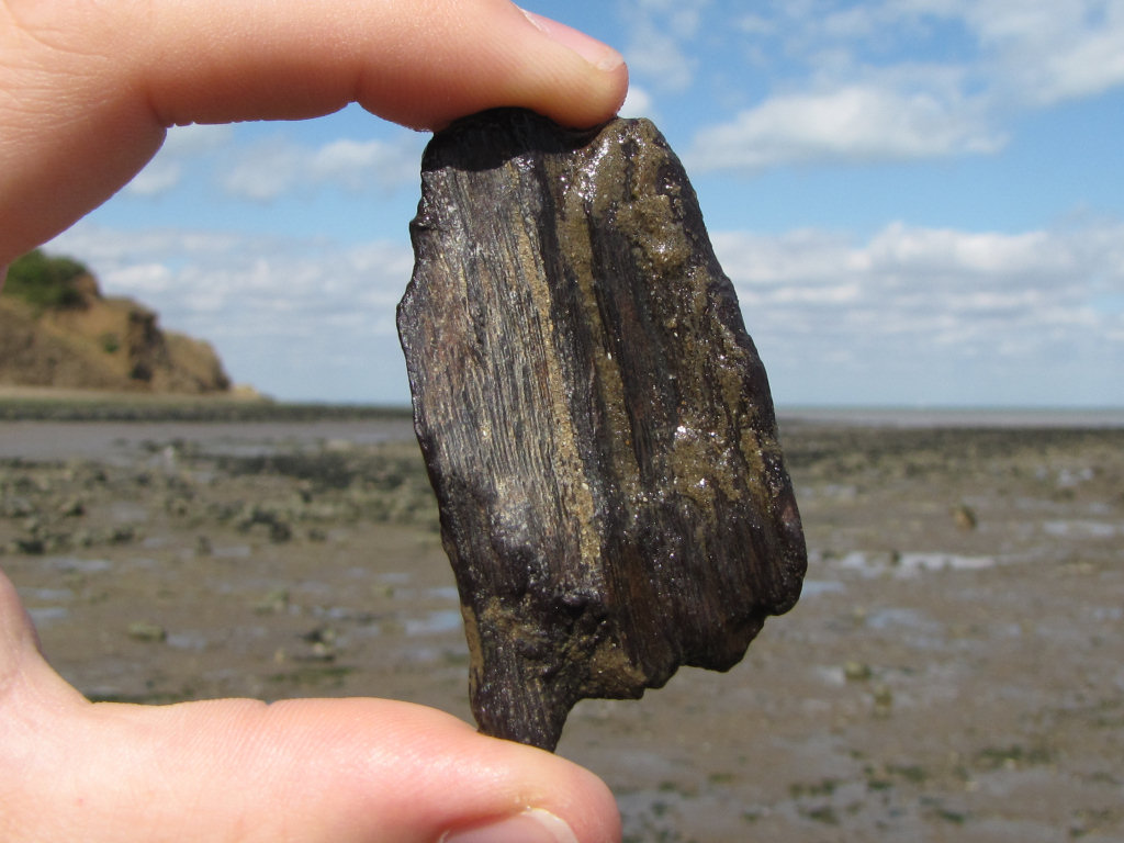 Isle of Sheppey fossil wood