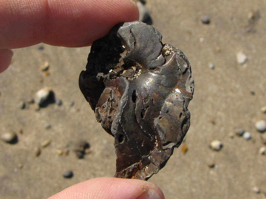 Isle of Sheppey partial nautiloid