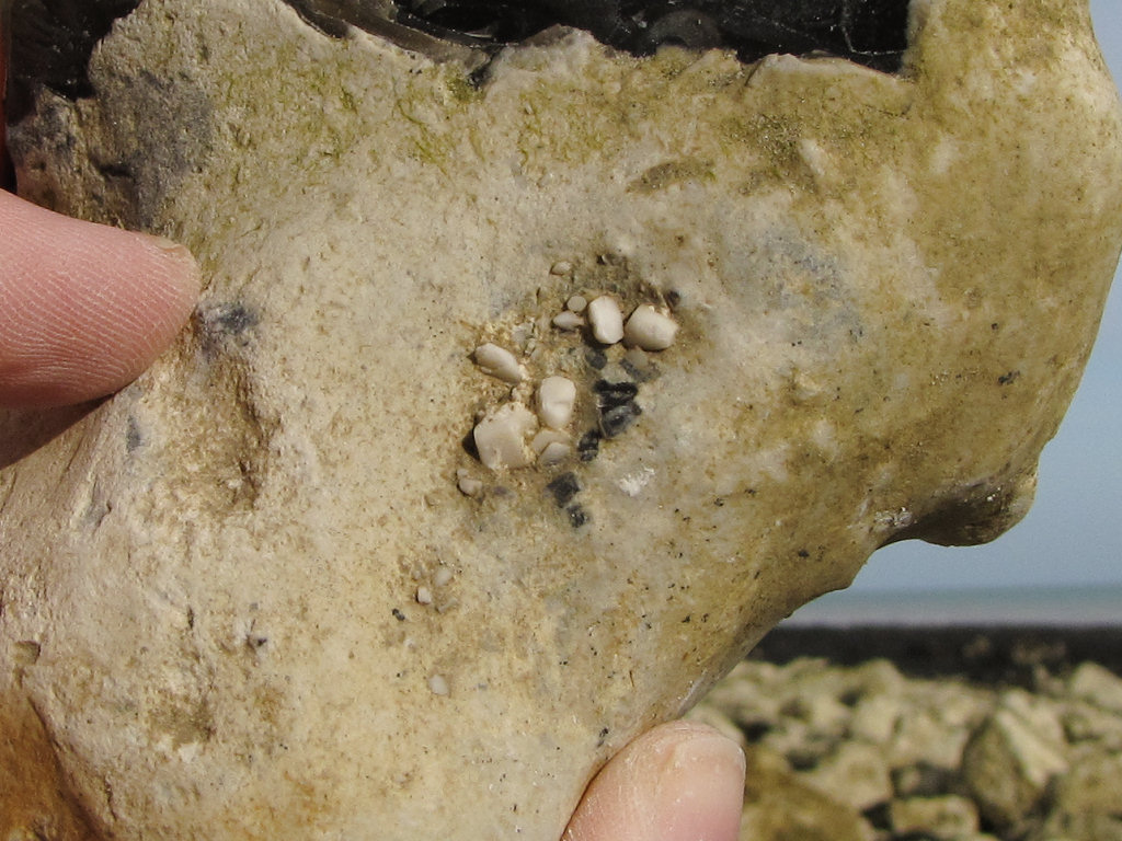 Peacehaven Crateraster starfish ossicles