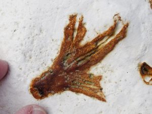 Peacehaven fossil sponge