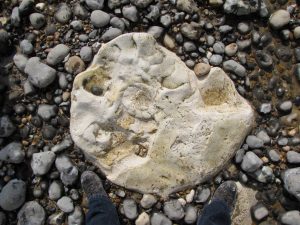 Peacehaven parapuzosia ammonite10