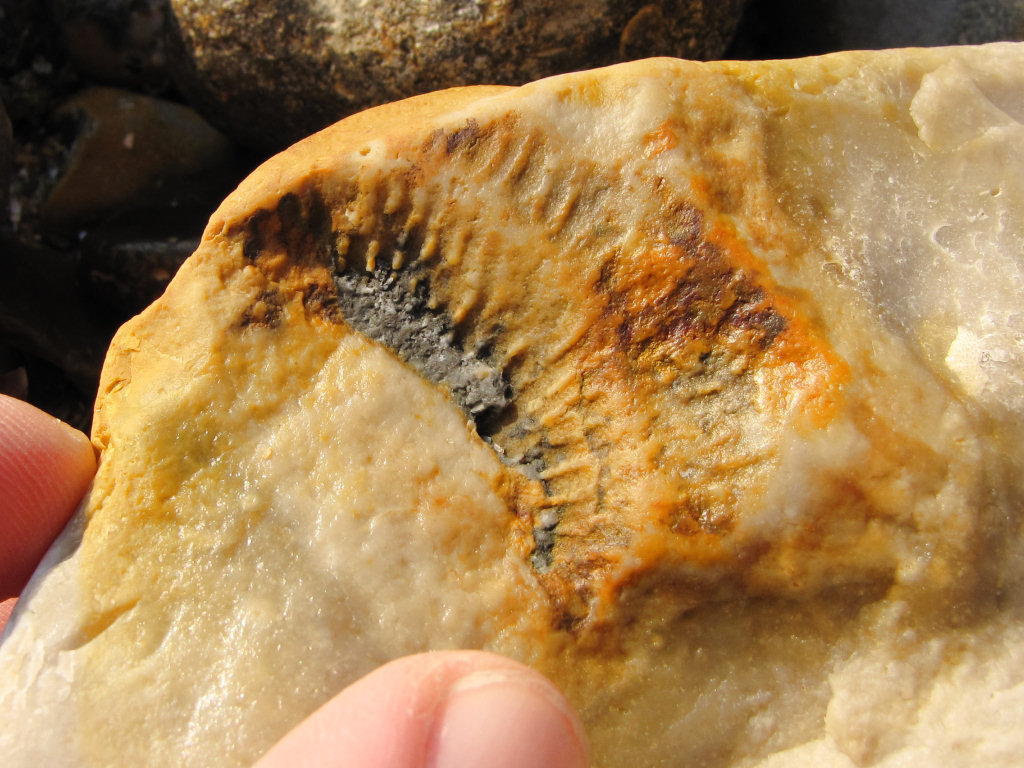 Seaford Head fossil sponge