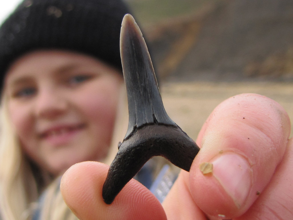Walton-on-the-Naze Striatolamia shark tooth