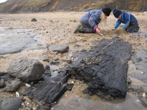 Walton-on-the-Naze fossil wood