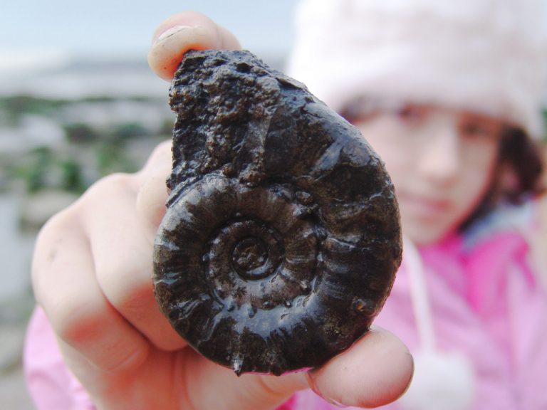 Charmouth (Dorset) Discovering Fossils