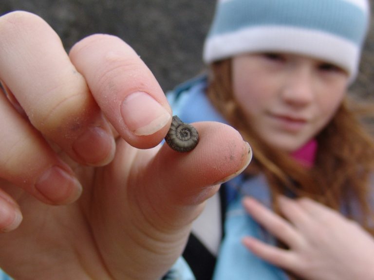 Charmouth (Dorset) Discovering Fossils