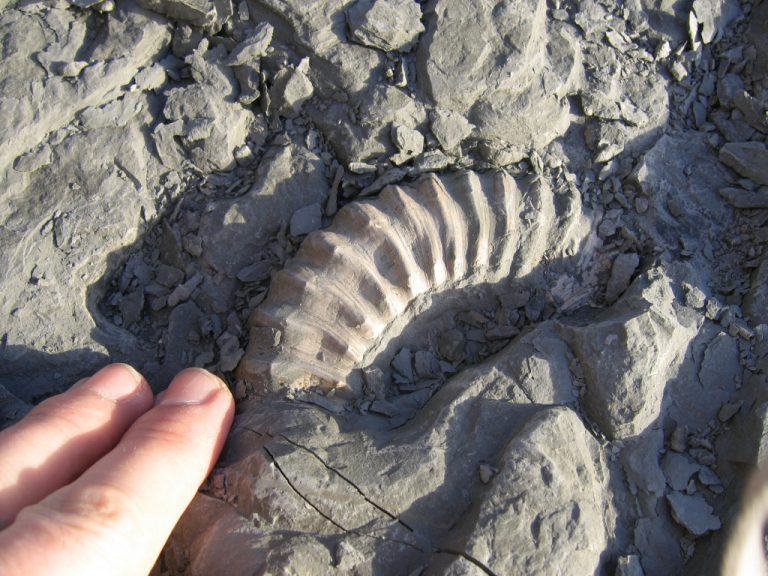 Charmouth (Dorset) Discovering Fossils