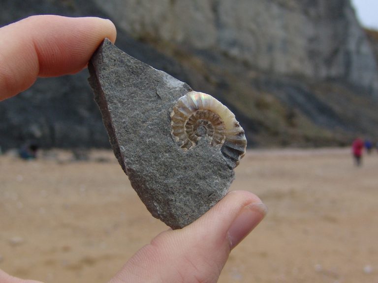 Charmouth (Dorset) Discovering Fossils